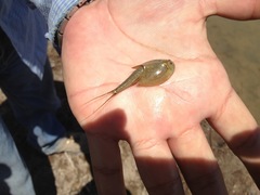 Triops longicaudatus