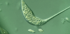 Lacrymaria olor