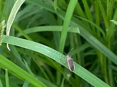 Catorhintha selector