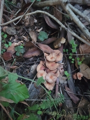 Gymnopus brassicolens