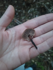 Gymnopus brassicolens