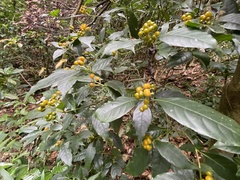Palicourea valeriana