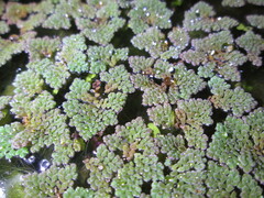 Azolla pinnata