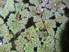 Azolla pinnata