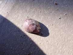 Crepidula norrisiarum