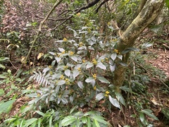 Palicourea valeriana