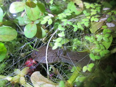 Hoplobatrachus chinensis