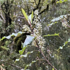 Quintinia serrata