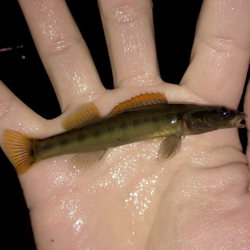 Sharpnose darter (Percina oxyrhynchus) — Percidae — 3