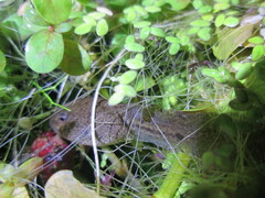 Hoplobatrachus chinensis