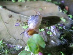 Macrochlamys hippocastaneum