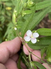 Centradenia inaequilateralis image