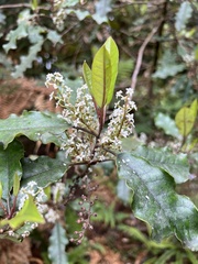 Quintinia serrata