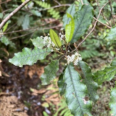 Quintinia serrata