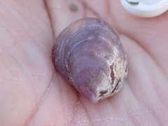 Crepidula norrisiarum