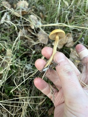Agrocybe pediades