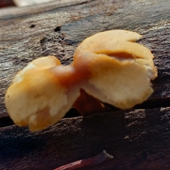 Phyllotopsis nidulans