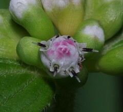 Ichthyothere granvillei