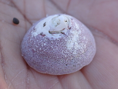 Acmaea