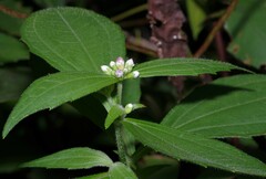 Ichthyothere granvillei