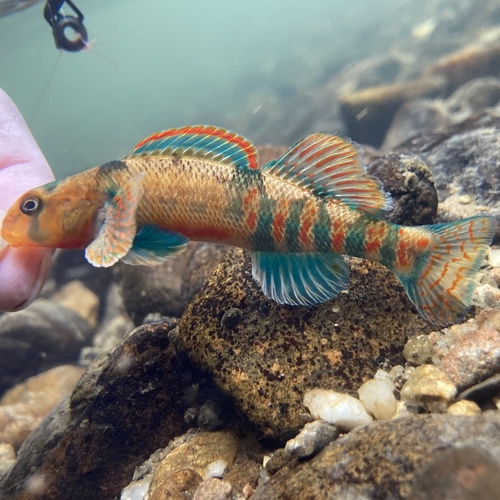 Kanawha Darter (Etheostoma kanawhae) · iNaturalist