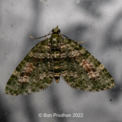 Chloroclystis rubroviridis