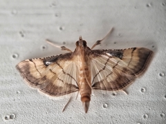 Marasmia