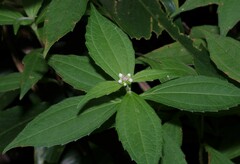 Ichthyothere granvillei