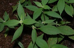 Ichthyothere granvillei