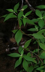 Ichthyothere granvillei