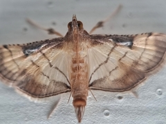 Marasmia