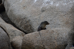 Arctocephalus