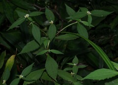 Ichthyothere granvillei