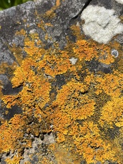 Dufourea