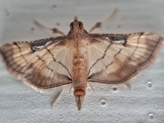 Marasmia