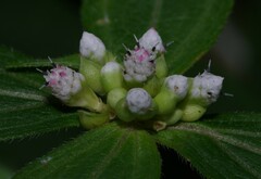 Ichthyothere granvillei