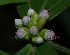 Ichthyothere granvillei