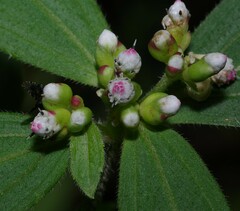 Ichthyothere granvillei