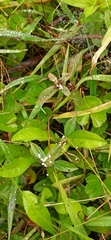 Hexasepalum radulum