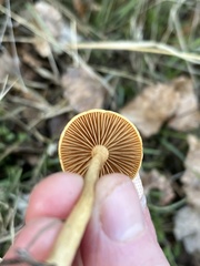Agrocybe pediades
