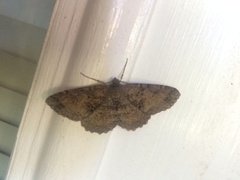 Melanolophia