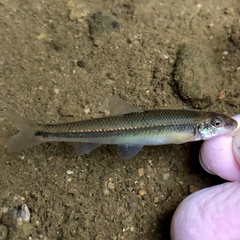 Phenacobius teretulus