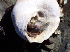 Pagurus granosimanus