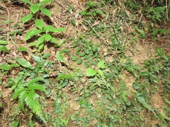 Hydrangea viburnoides