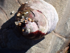 Pagurus granosimanus