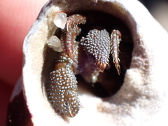 Pagurus granosimanus