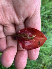Erythrina crista-galli