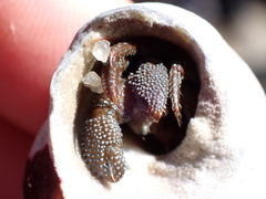 Pagurus granosimanus