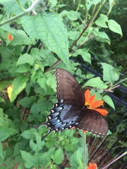 Papilio glaucus