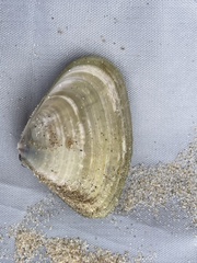 Latona deltoides